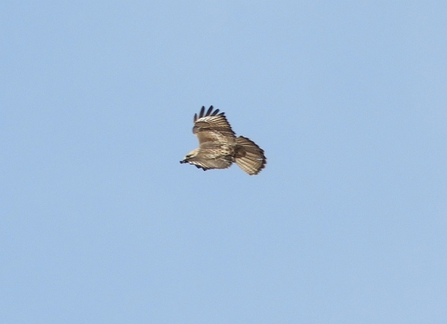 f0378979_17264448.jpg