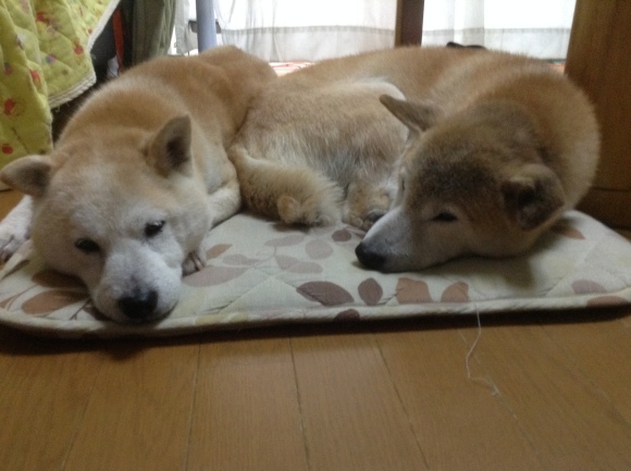c0123890_20041352.jpeg
