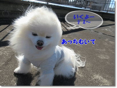b0167519_22371265.gif