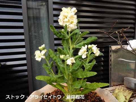e0033229_18572261.jpg