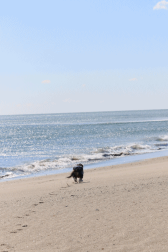 c0145250_10471444.gif