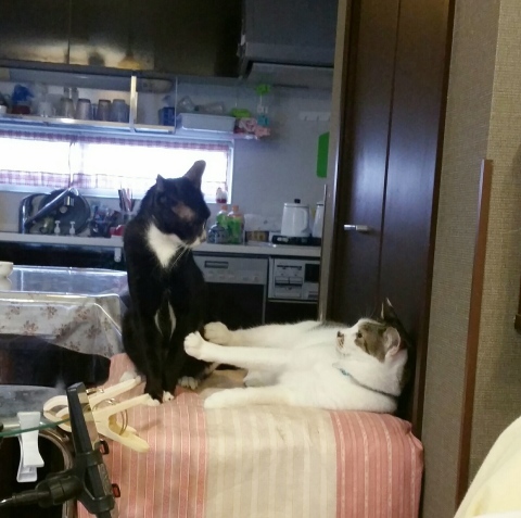 e0144012_15095610.jpeg
