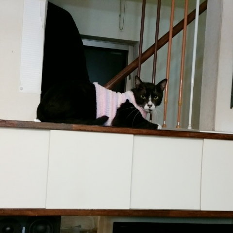 e0144012_15572058.jpeg