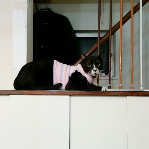 e0144012_15582165.jpeg