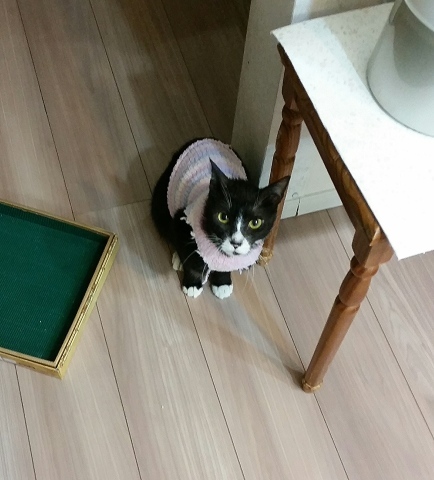 e0144012_16004701.jpeg