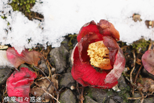 e0346064_18555582.gif