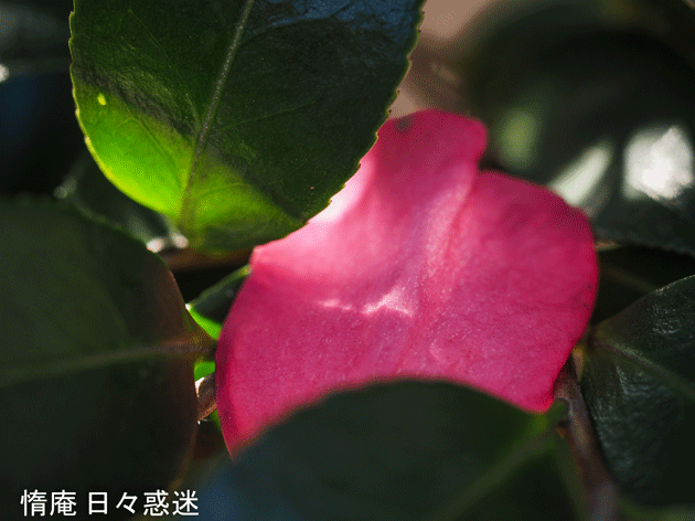 e0346064_18555675.gif