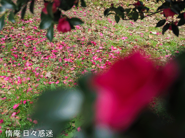 e0346064_18555680.gif