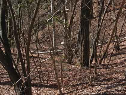 e0001110_1004731.jpg