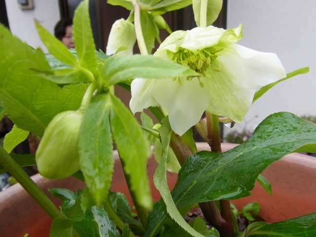 e0350415_20113184.jpg