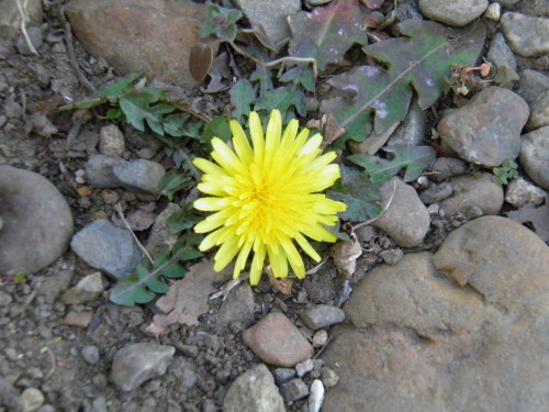 c0338136_16200116.jpg
