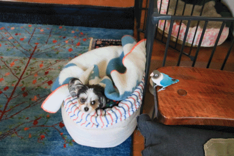 c0145250_09380475.gif