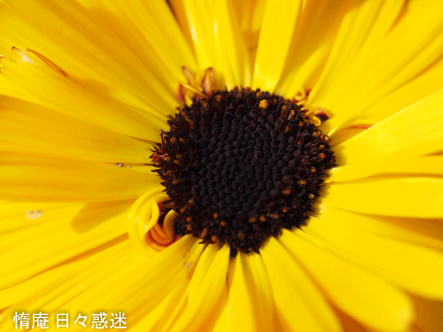 e0346064_19171684.gif