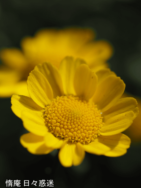 e0346064_19171693.gif