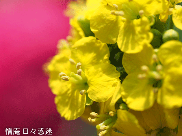 e0346064_19241039.gif