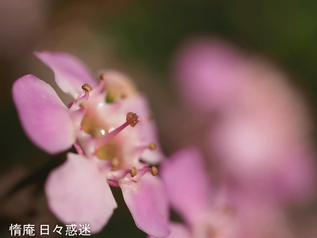 e0346064_19241091.gif