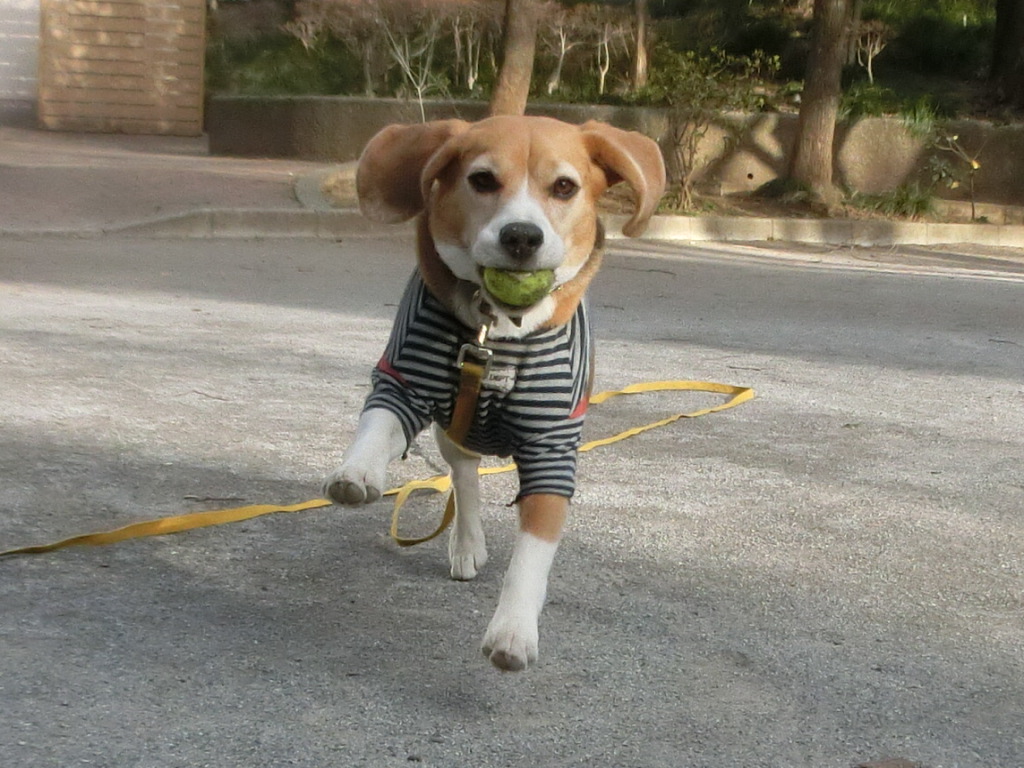 a0319693_8171924.jpg