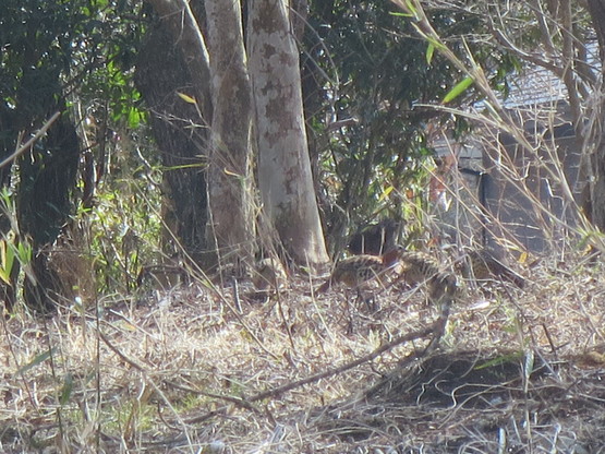 c0212604_1533495.jpg