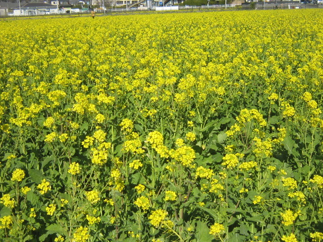 d0162225_16034110.jpg