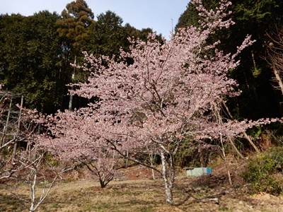 e0033229_17271712.jpg