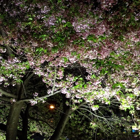 a0167750_20245027.jpeg