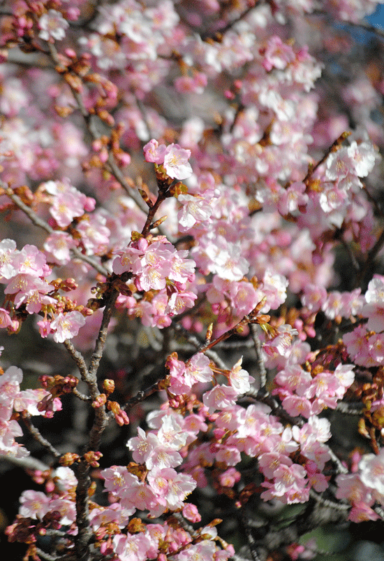 a0001354_22520717.gif