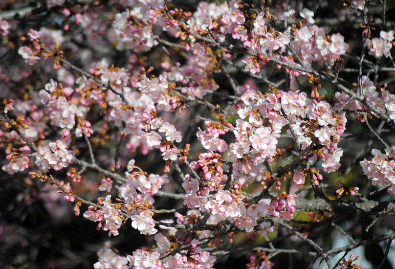 a0001354_22522078.gif