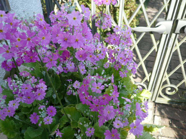 c0043055_15033280.jpg