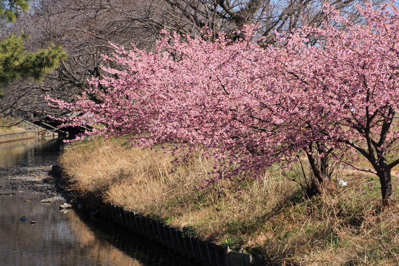 a0167759_16451892.jpg
