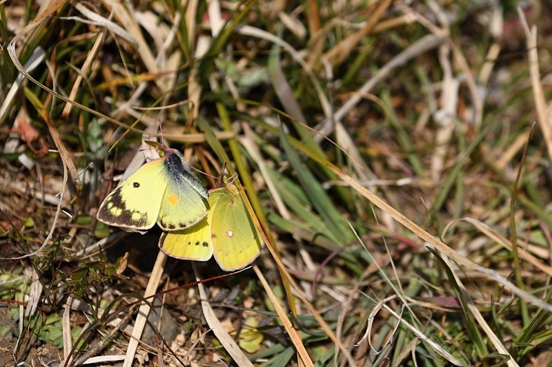 f0031682_10391777.jpg