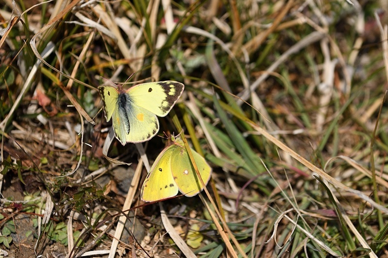 f0031682_10391825.jpg