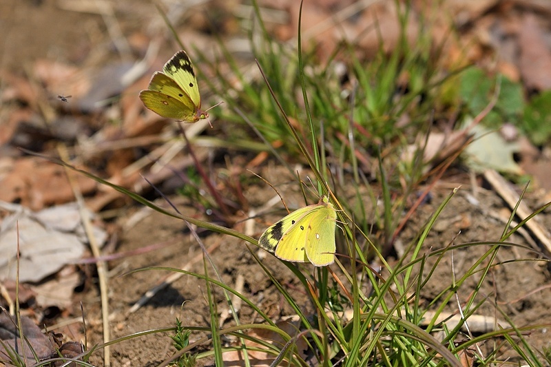 f0031682_10391859.jpg