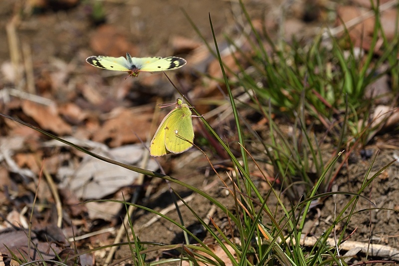 f0031682_10392526.jpg