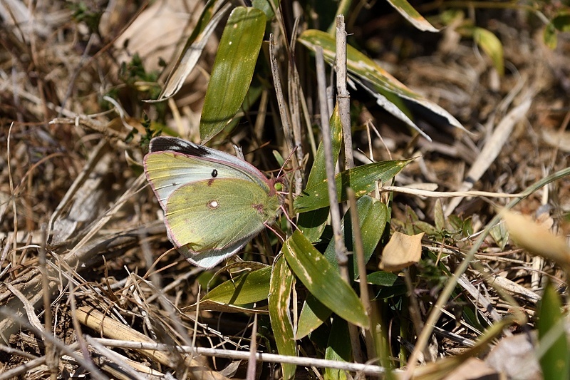 f0031682_10392554.jpg