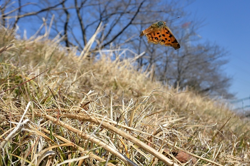f0031682_11071782.jpg