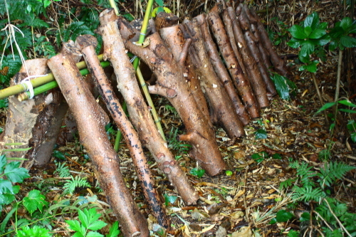 c0204385_19270903.jpg