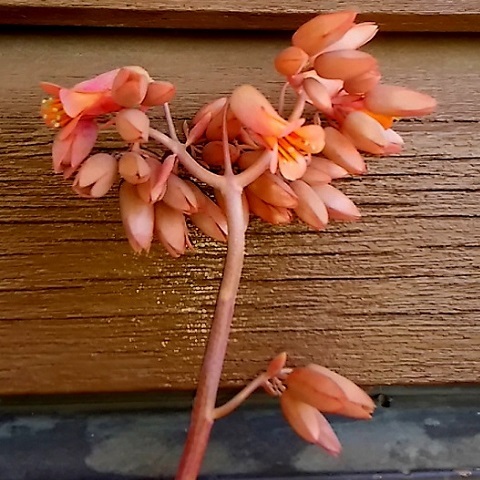 d0081485_17555751.jpg
