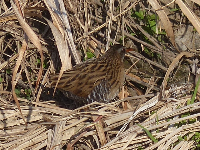 f0357487_20590854.jpg