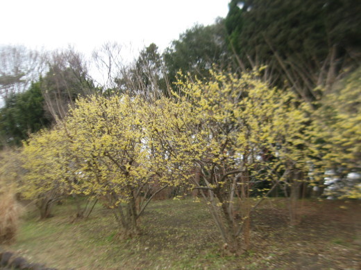 c0062511_21205088.jpg