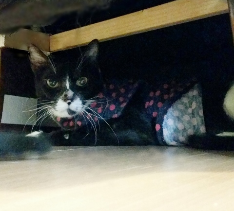 e0144012_17073406.jpeg