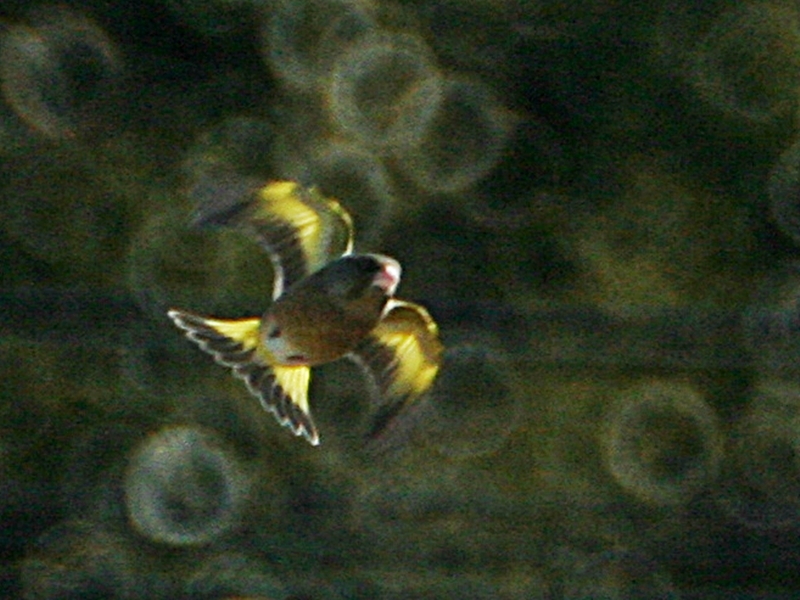 d0181824_14580567.jpg