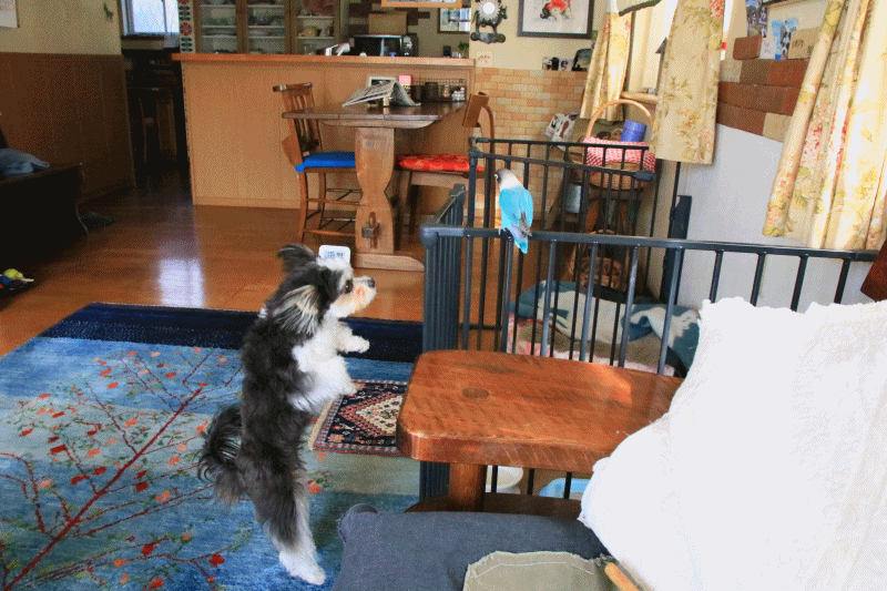 c0145250_09181925.gif