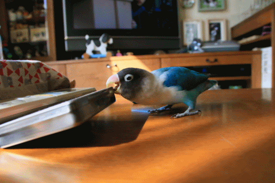 c0145250_09184660.gif