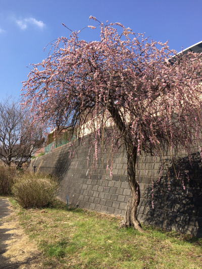 b0160300_013026.jpg