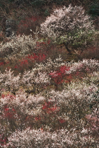 a0263109_18455647.jpg