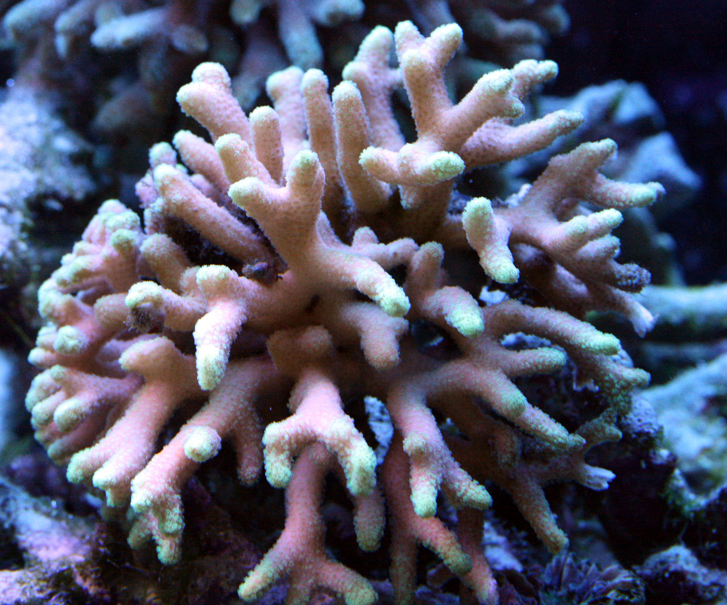 c0165758_1975959.jpg
