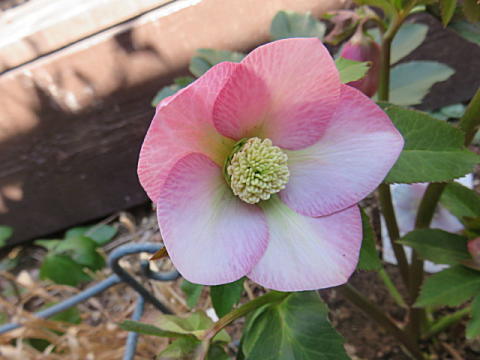d0046702_20590043.jpg