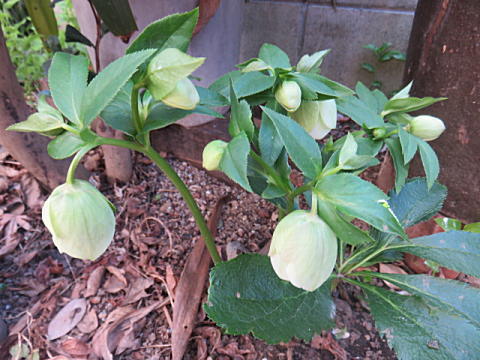 d0046702_20593032.jpg