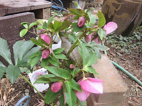 d0046702_20595810.jpg