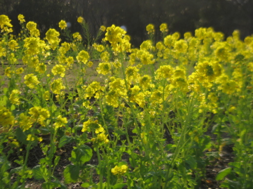 c0062511_21325812.jpg